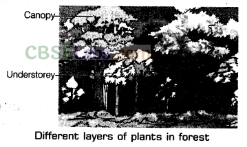 Forests Our Lifeline Class 7 Notes Science Chapter 17 img-1