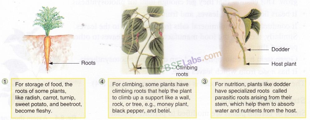 Getting to Know Plants Class 6 Notes Science Chapter 7 img-13