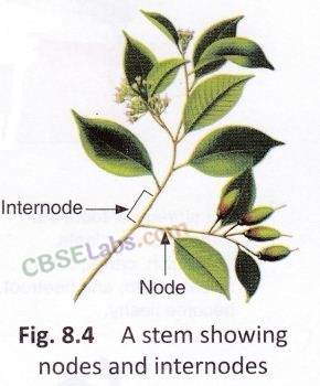 Getting to Know Plants Class 6 Notes Science Chapter 7 img-15