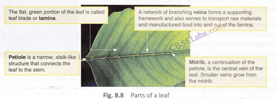 Getting to Know Plants Class 6 Notes Science Chapter 7 img-19