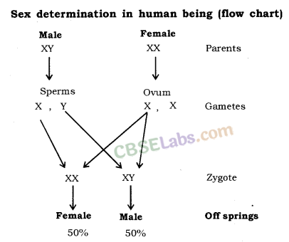 Heredity and Evolution Class 10 Notes Science Chapter 9 img-3