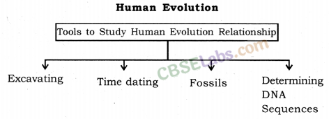 Heredity and Evolution Class 10 Notes Science Chapter 9 img-9