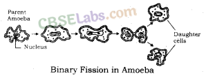 How do Organisms Reproduce Class 10 Notes Science Chapter 8 img-1