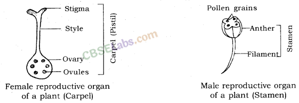 How do Organisms Reproduce Class 10 Notes Science Chapter 8 img-10