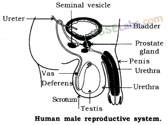 How do Organisms Reproduce Class 10 Notes Science Chapter 8 - Learn CBSE