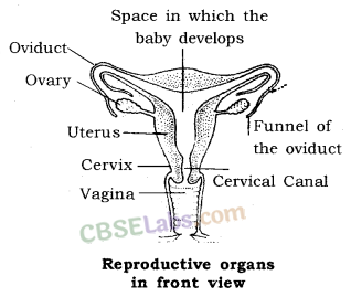 How do Organisms Reproduce Class 10 Notes Science Chapter 8 - Learn CBSE