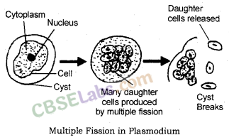 How do Organisms Reproduce Class 10 Notes Science Chapter 8 img-2