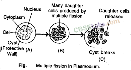 How do Organisms Reproduce Class 10 Notes Science Chapter 8 img-20
