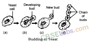 How do Organisms Reproduce Class 10 Notes Science Chapter 8 img-3