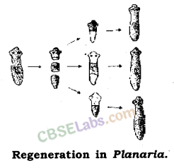 How do Organisms Reproduce Class 10 Notes Science Chapter 8 img-5