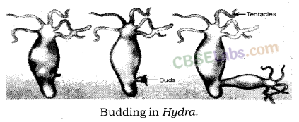 How do Organisms Reproduce Class 10 Notes Science Chapter 8 img-6