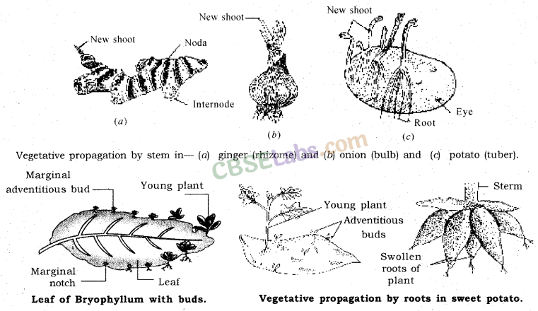 How do Organisms Reproduce Class 10 Notes Science Chapter 8 img-8