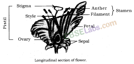 How do Organisms Reproduce Class 10 Notes Science Chapter 8 img-9