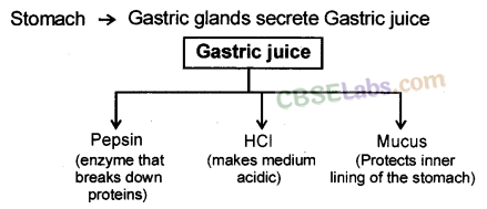 Life Processes Class 10 Notes Science Chapter 6 img-10