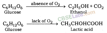 Life Processes Class 10 Notes Science Chapter 6 img-13