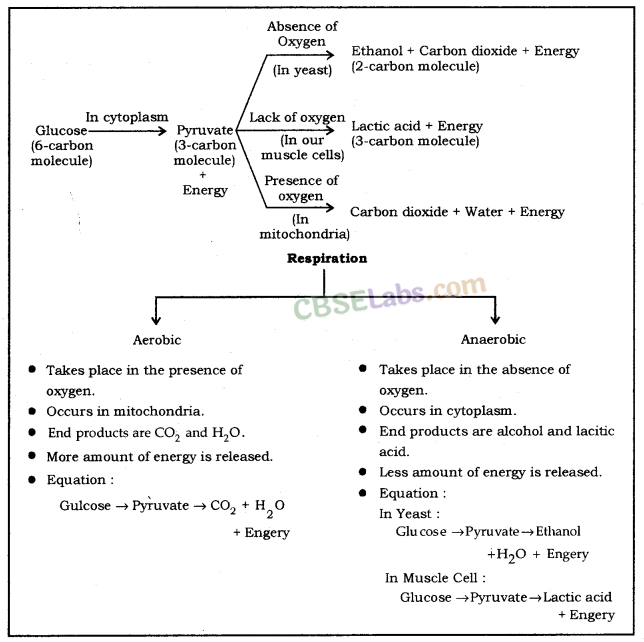 Life Processes Class 10 Notes Science Chapter 6 img-14