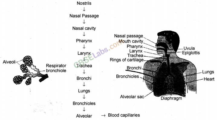 Life Processes Class 10 Notes Science Chapter 6 img-16