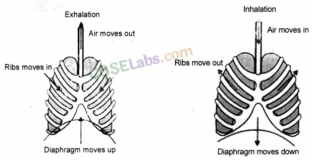 Life Processes Class 10 Notes Science Chapter 6 img-17