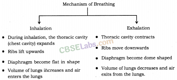 Life Processes Class 10 Notes Science Chapter 6 img-18