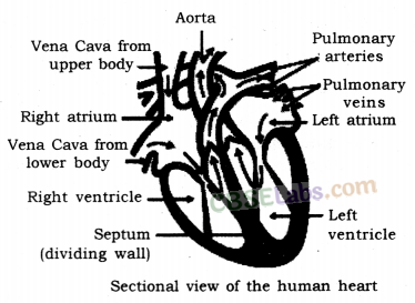 Life Processes Class 10 Notes Science Chapter 6 img-19