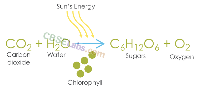 Life Processes Class 10 Notes Science Chapter 6 img-2