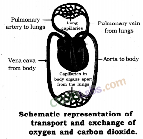 Life Processes Class 10 Notes Science Chapter 6 img-21