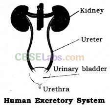 Life Processes Class 10 Notes Science Chapter 6 img-23