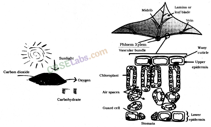 Life Processes Class 10 Notes Science Chapter 6 img-4