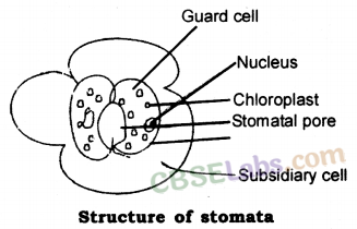 Life Processes Class 10 Notes Science Chapter 6 img-5