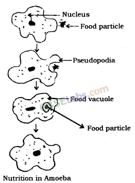 Life Processes Class 10 Notes Science Chapter 6 img-7