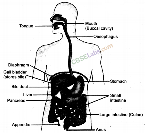 Life Processes Class 10 Notes Science Chapter 6 img-8