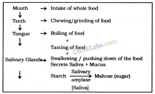 Life Processes Class 10 Notes Science Chapter 6 img-9