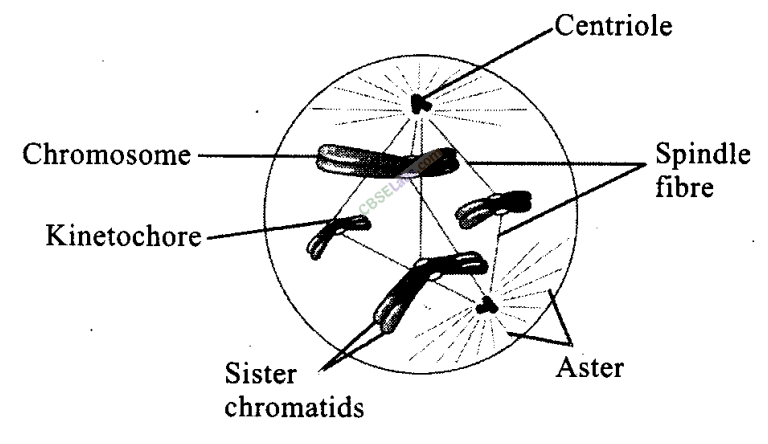 NCERT Exemplar Class 11 Biology Chapter 10 Cell Cycle and Cell Division Img 5