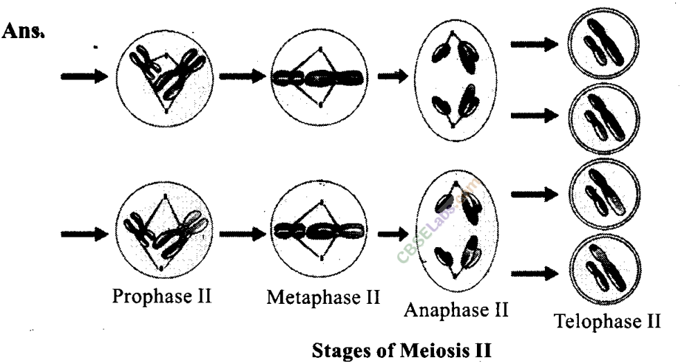 NCERT Exemplar Class 11 Biology Chapter 10 Cell Cycle and Cell Division Img 6