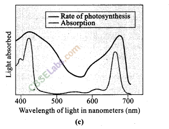 NCERT Exemplar Class 11 Biology Chapter 13 Photosynthesis in Higher Plants Img 10