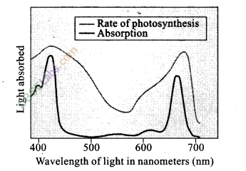 NCERT Exemplar Class 11 Biology Chapter 13 Photosynthesis in Higher Plants Img 11