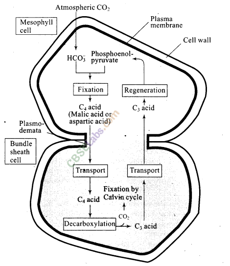 NCERT Exemplar Class 11 Biology Chapter 13 Photosynthesis in Higher Plants Img 8