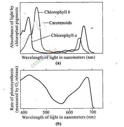 NCERT Exemplar Class 11 Biology Chapter 13 Photosynthesis in Higher Plants Img 9