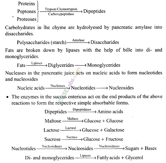 NCERT Exemplar Class 11 Biology Chapter 16 Digestion and Absorption Img 4