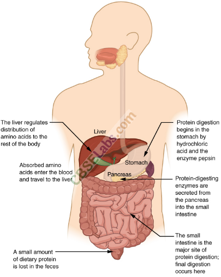 NCERT Exemplar Class 11 Biology Chapter 16 Digestion and Absorption Img 5
