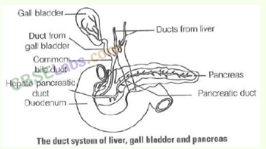 NCERT Exemplar Class 11 Biology Chapter 16 Digestion and Absorption Img 6