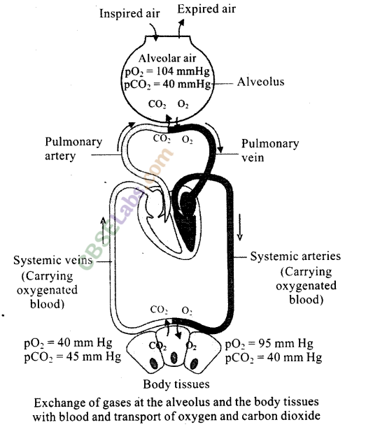 NCERT Exemplar Class 11 Biology Chapter 17 Breathing and Exchange of Gases Img 3