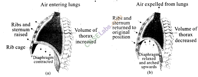 NCERT Exemplar Class 11 Biology Chapter 17 Breathing and Exchange of Gases Img 4
