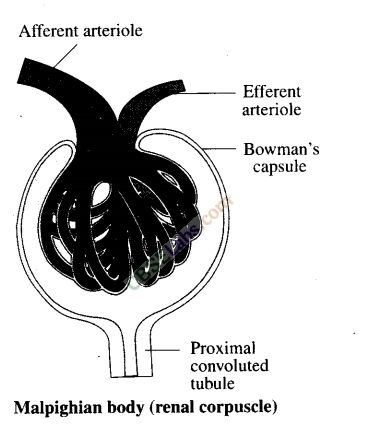 NCERT Exemplar Class 11 Biology Chapter 19 Excretory Products and Their Elimination Img 1