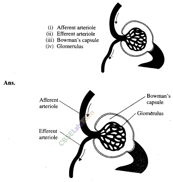 NCERT Exemplar Class 11 Biology Chapter 19 Excretory Products and Their Elimination Img 2