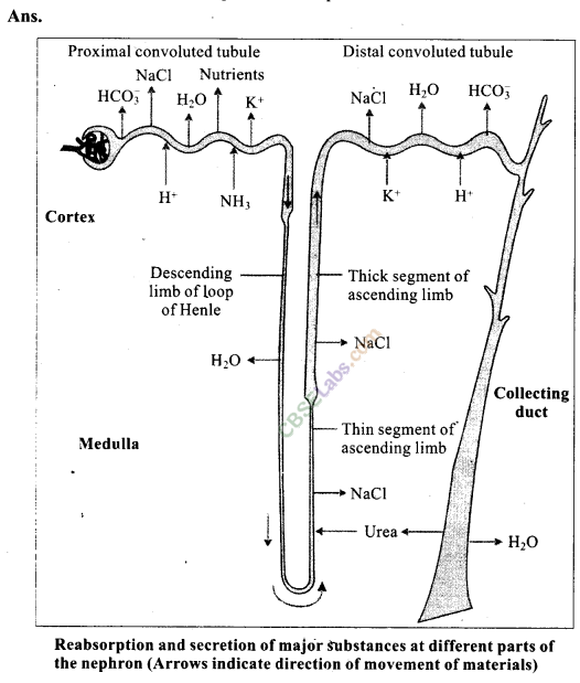 NCERT Exemplar Class 11 Biology Chapter 19 Excretory Products and Their Elimination Img 3