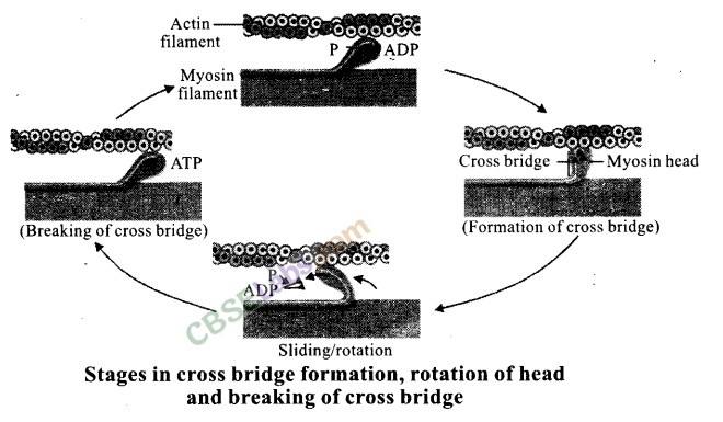 NCERT Exemplar Class 11 Biology Chapter 20 Locomotion and Movement Img 3
