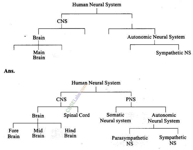 NCERT Exemplar Class 11 Biology Chapter 21 Neural Control and Coordination Img 2