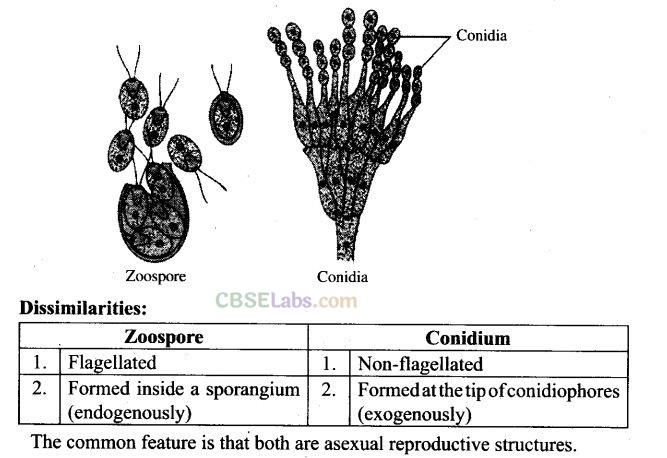 NCERT Exemplar Class 12 Biology Chapter 1 Reproduction in Organisms Img 7