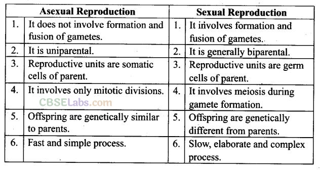 NCERT Exemplar Class 12 Biology Chapter 1 Reproduction in Organisms Img 8